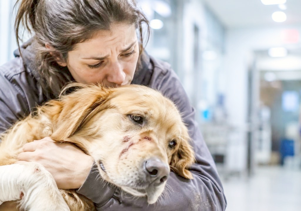 Dog owner with injured dog at veterinary clinic during Dog Emergency.