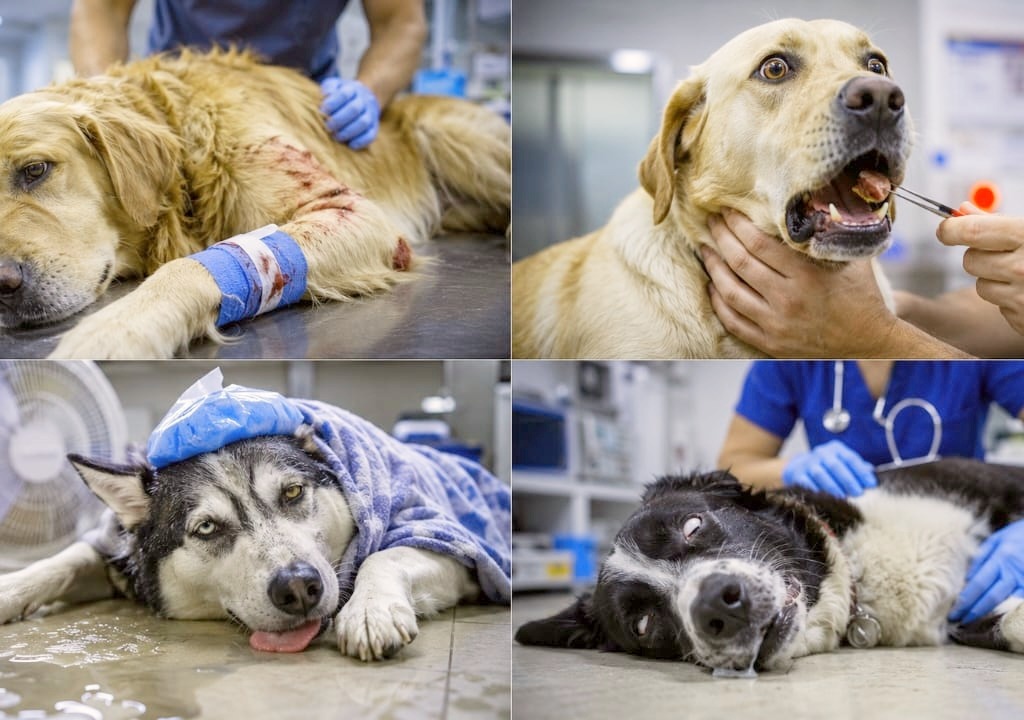 Collage of different Dog Emergency cases injury, choking, heat stroke and seizure inside veterinary clinic which are under treatment.