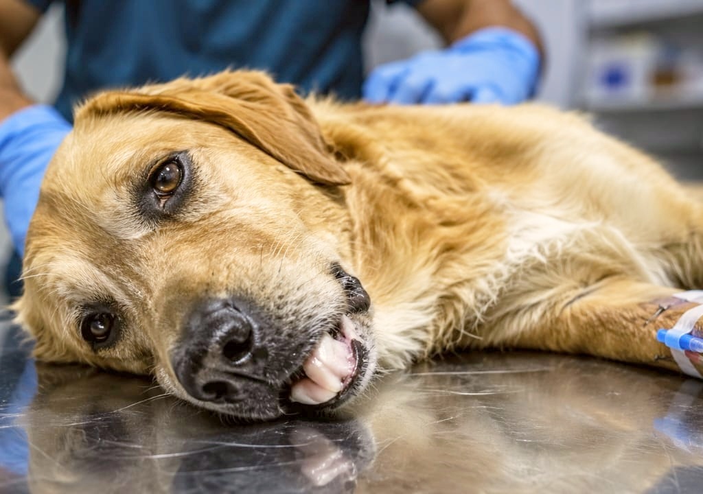Weak dog lying on veterinary examination table with pale gums during Dog Emergency.