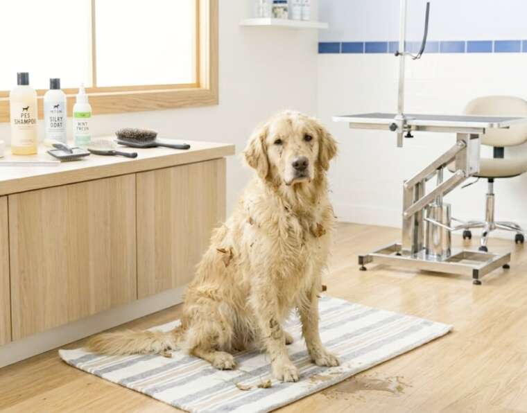 PetSmart Grooming