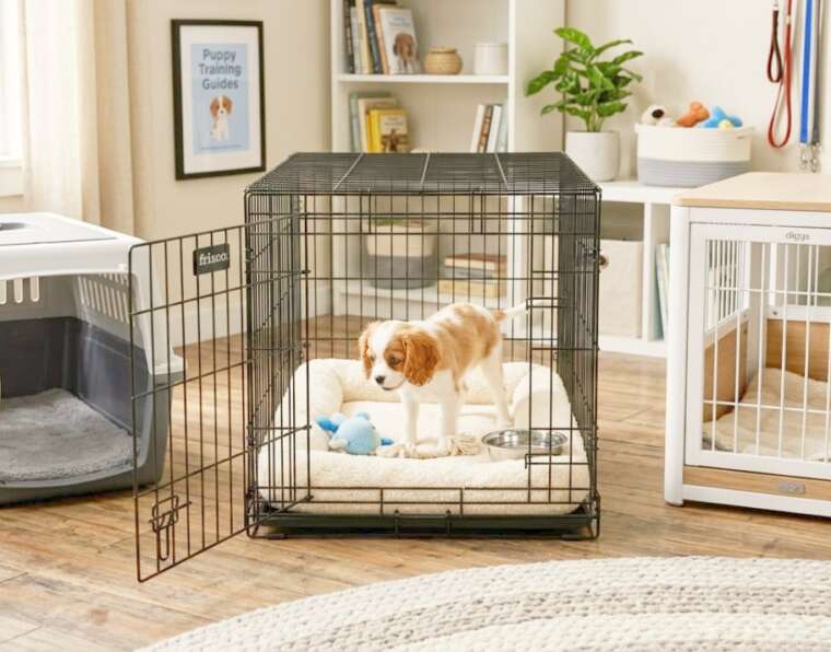 Crate Training