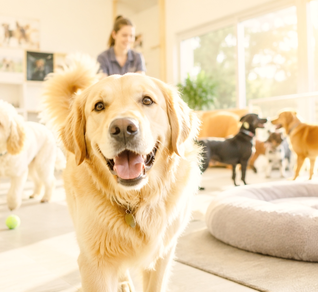 Dog Daycare