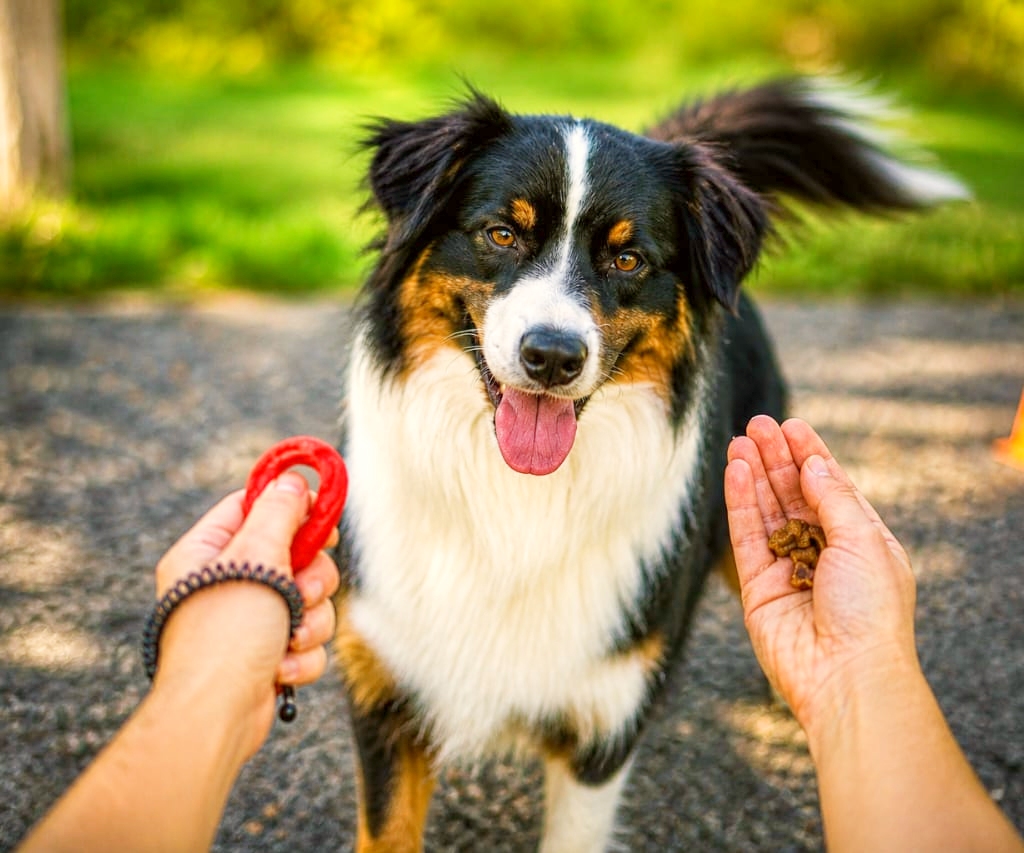 Clicker Training