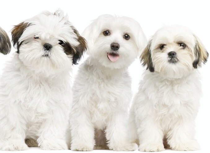 There are best hypoallergenic dogs.