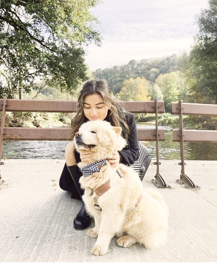 Choose hypoallergenic dog according to your lifestyle.