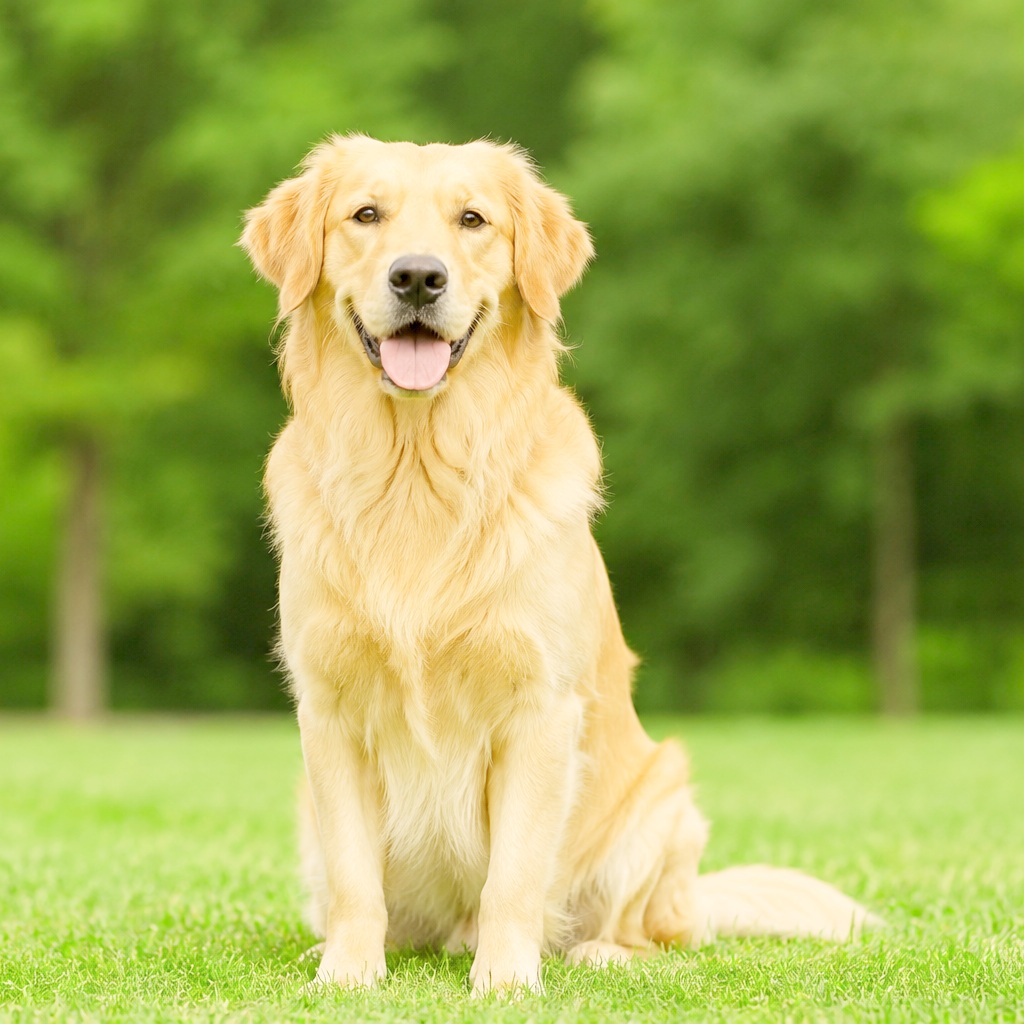Dog Commands