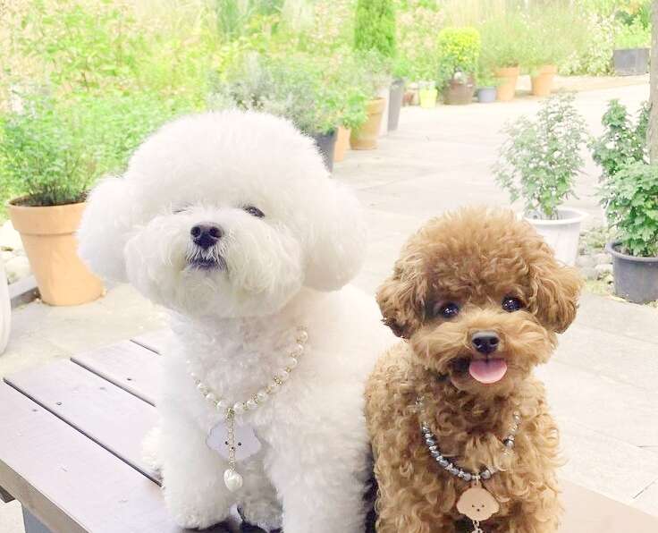 Hypoallergenic Dogs