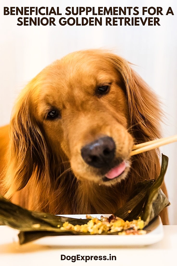 Dog Supplements