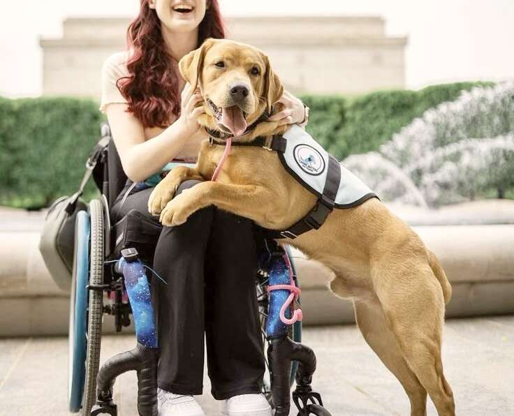 Service Dogs