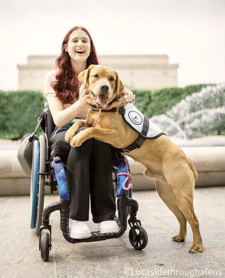 Service Dogs