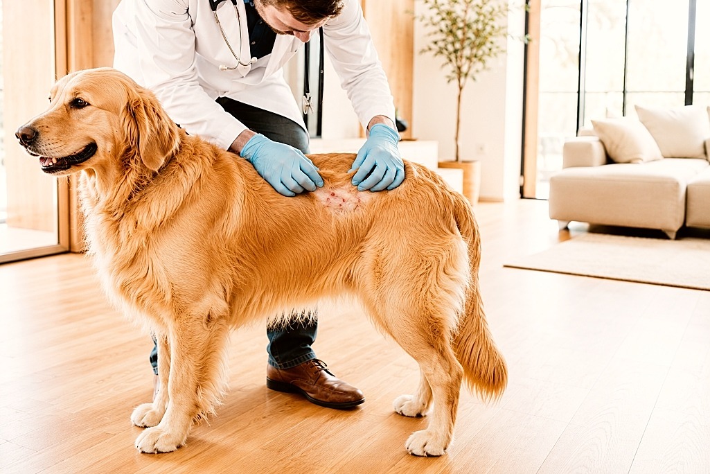 Recognize early dog flea bites to protect your pet from discomfort quickly.