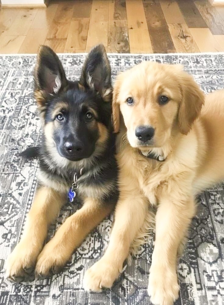 There are different types of dog breed.