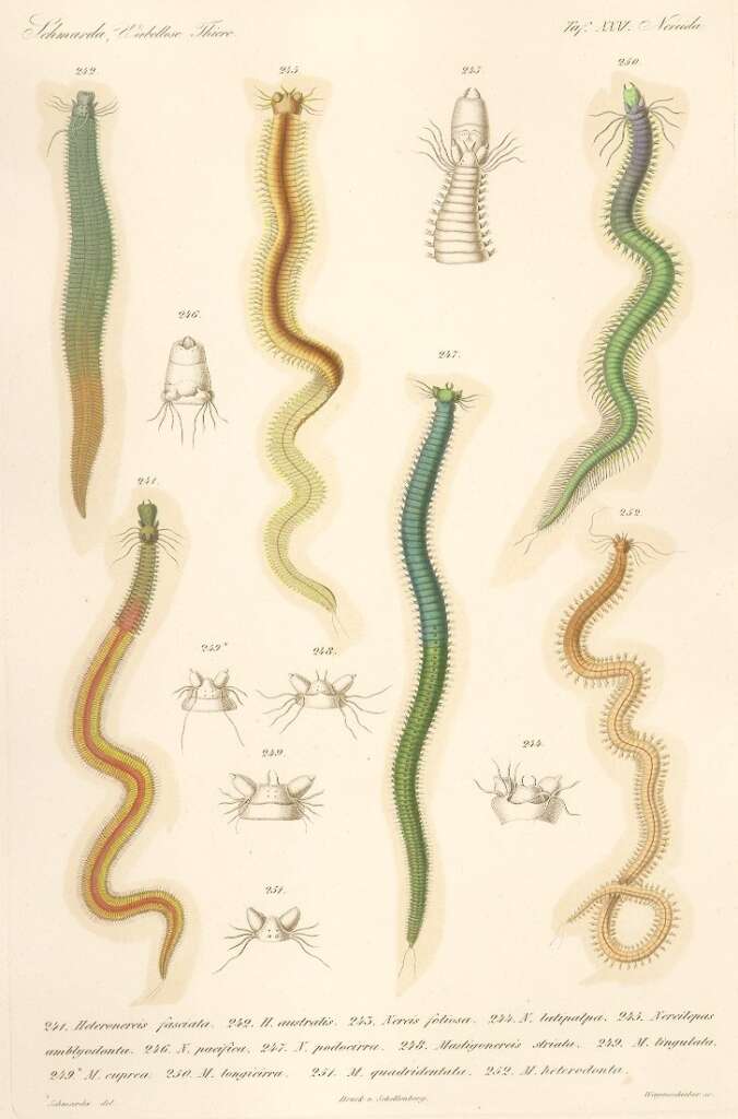 There are different types of dog worms.