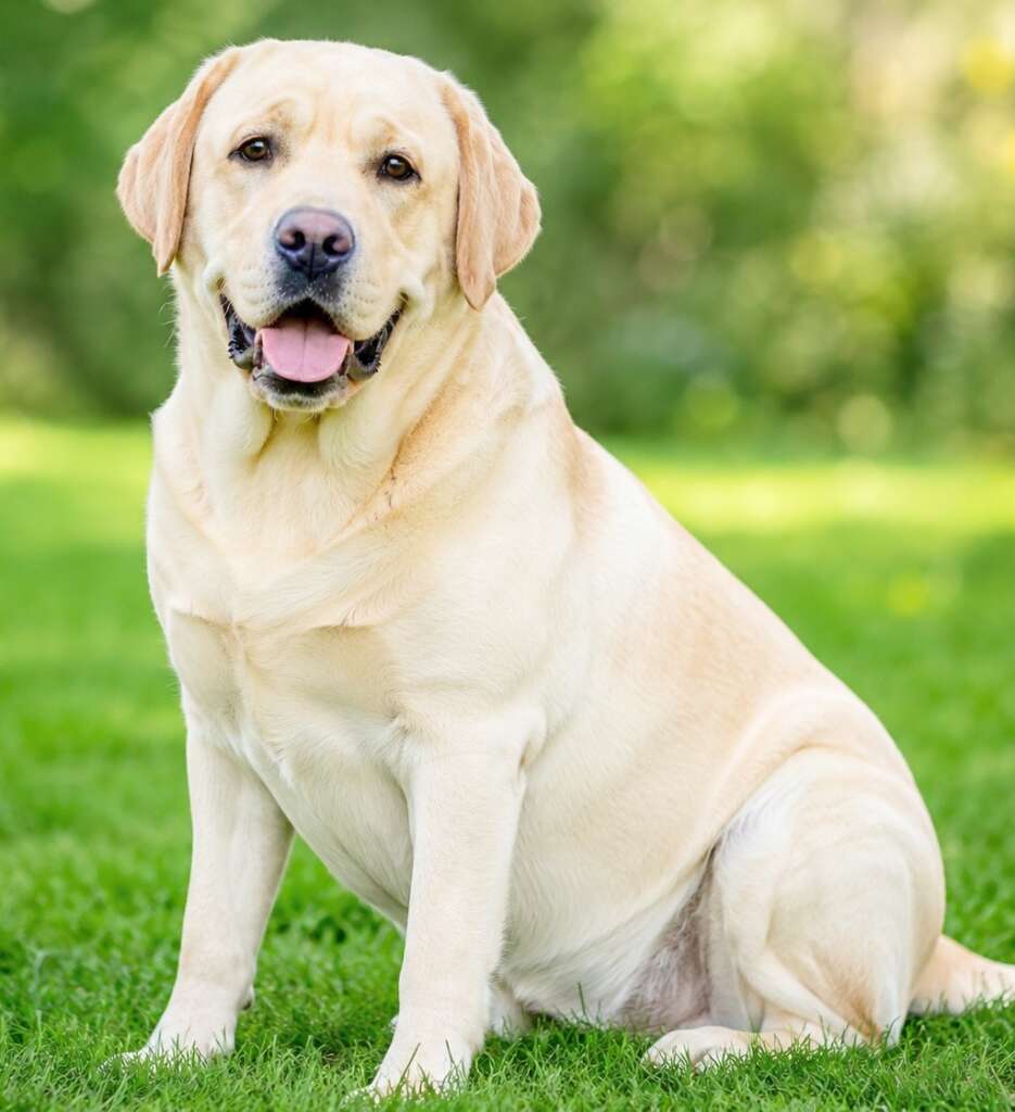 Labrador Retriever  is loving family dog.