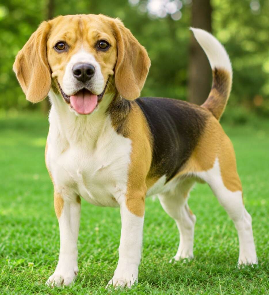 Beagle  is small family dog.