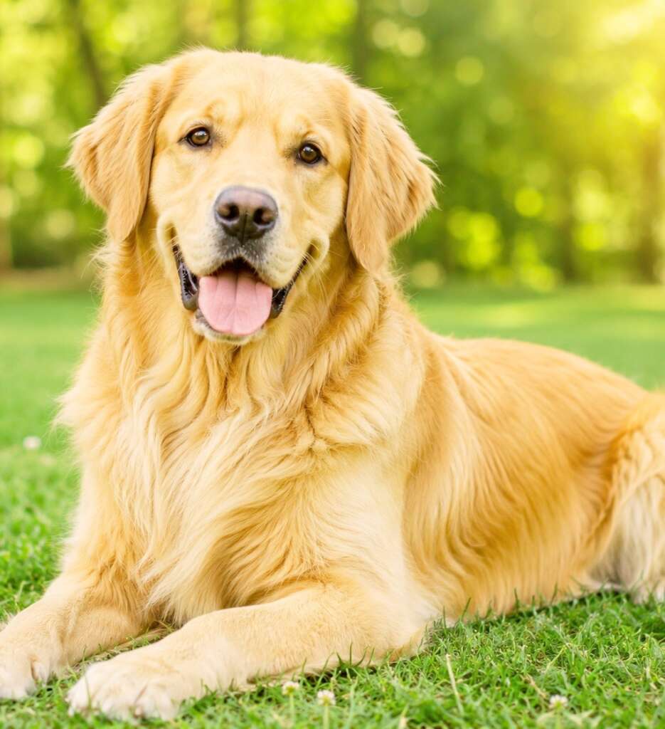 Golden Retriever is an intelligent family dog.