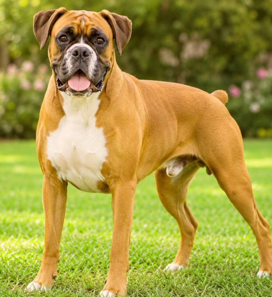 Boxer is a broad face family dog.