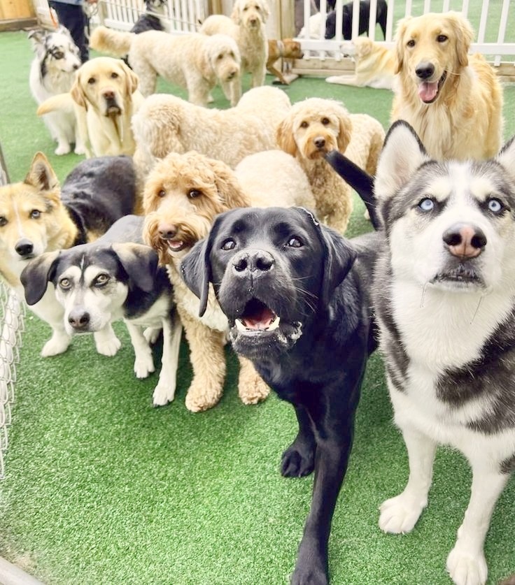 You can find rescue dogs in animal shelters and other places.