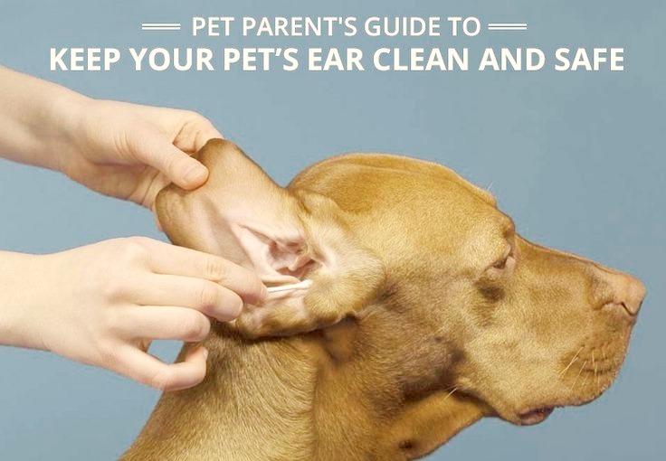 The owner clean the ear of dog.
