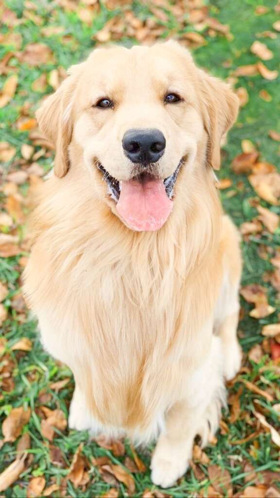 Causes of Dog hair shedding.