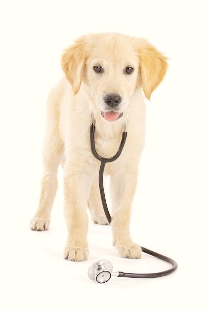 Owner should make the dog vaccination schedule.