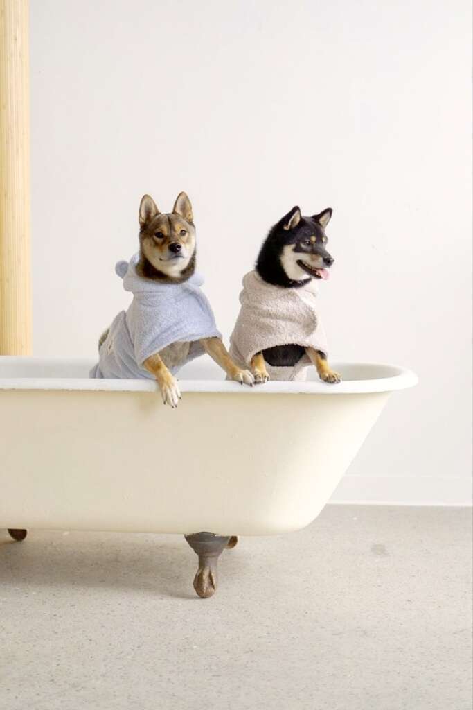 There are tips to clean the dog harness.