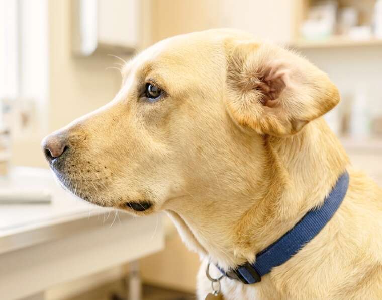Dog Ear Infection