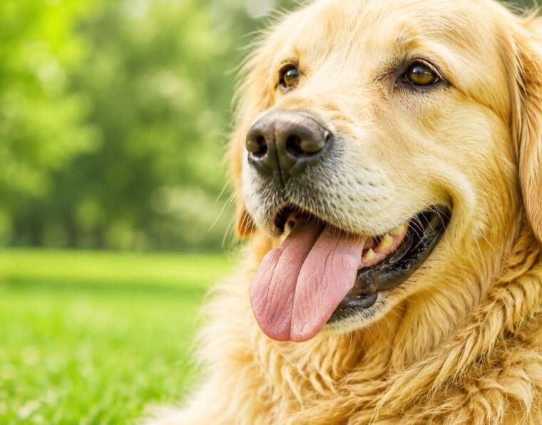 Dog Panting