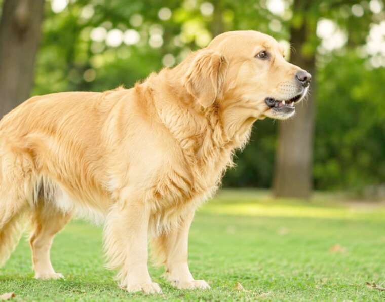 Dog Coughing