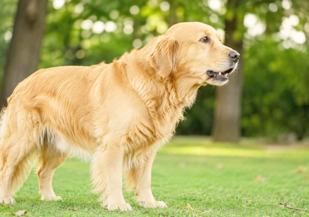 Dog Coughing