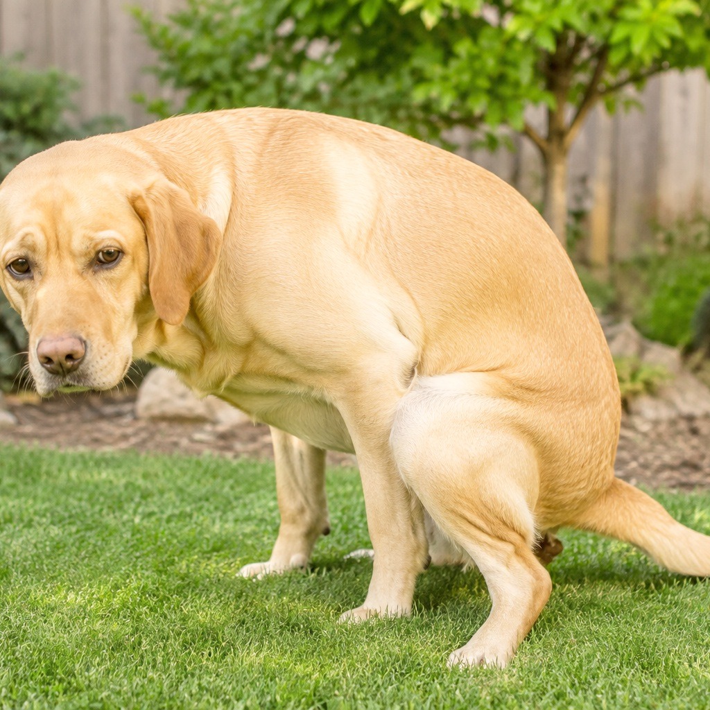 There are symptoms of dog constipation.