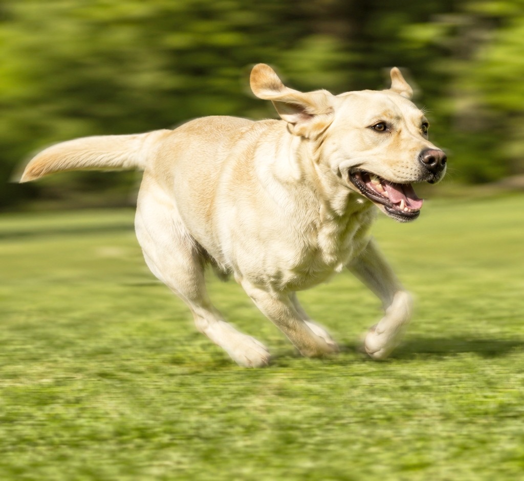 It shows the dog zoomies.