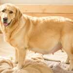 Gestation period for dogs