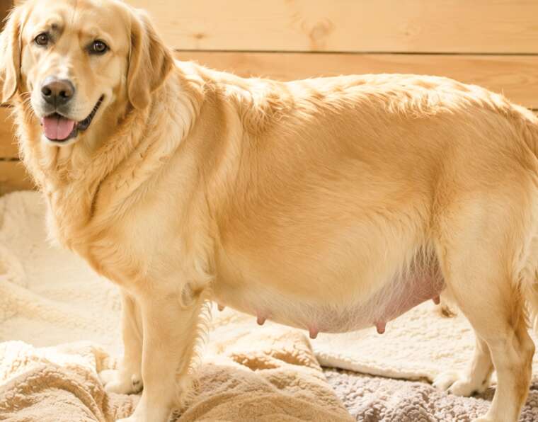 Gestation period for dogs