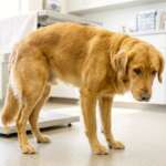 Dog Constipation